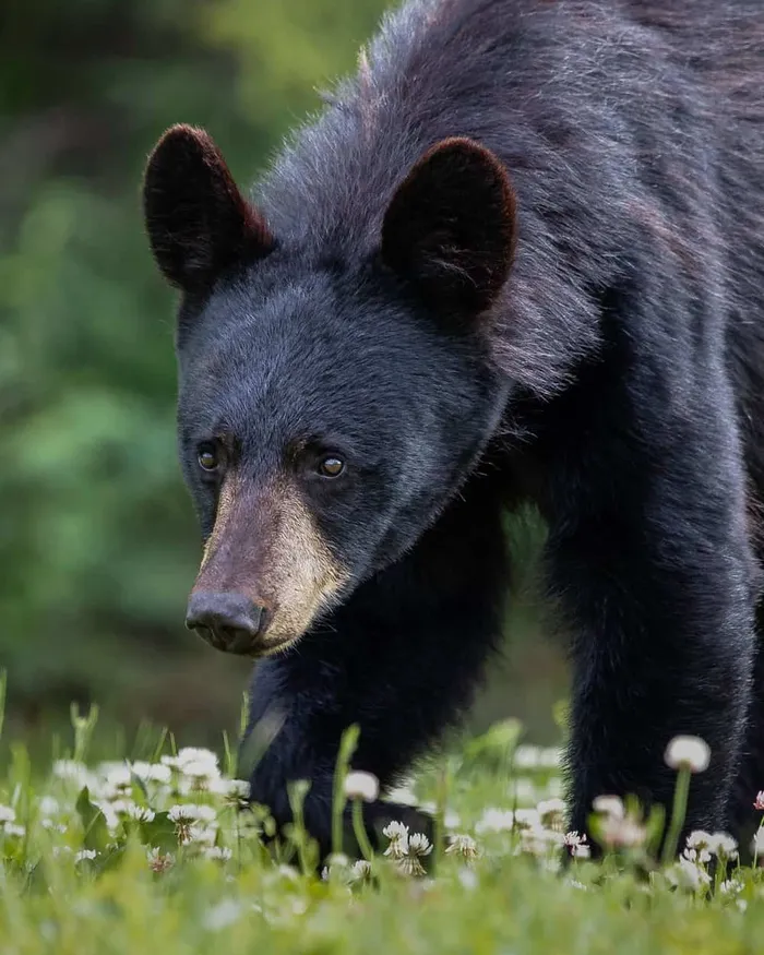 Black bear