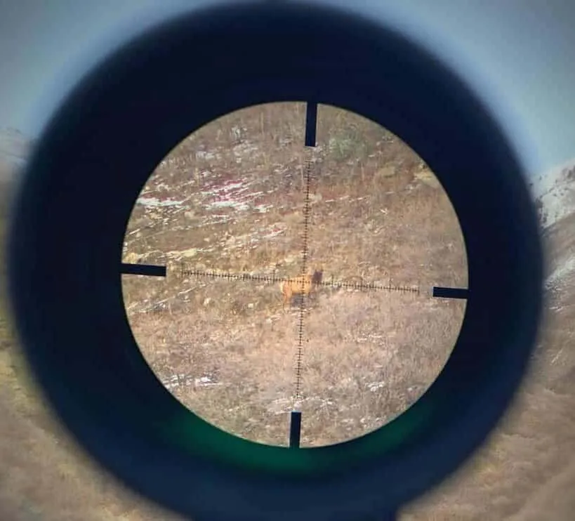 broadside shot at deer scoped in