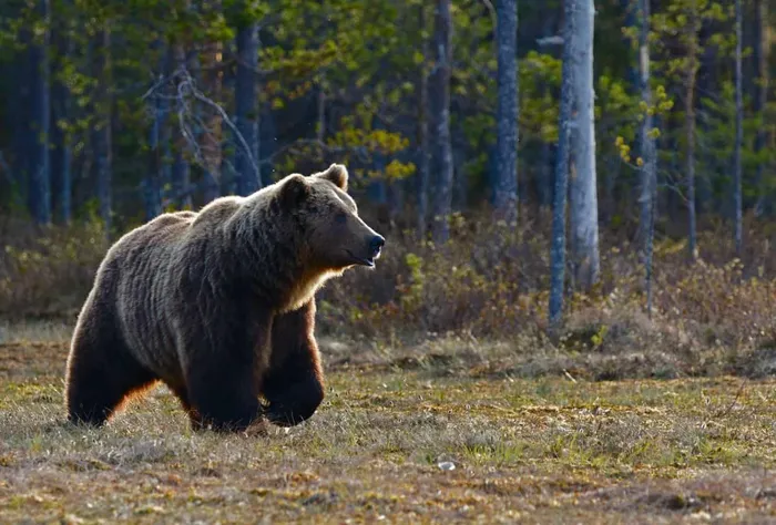 Will a 9mm Kill a Bear? Fact vs. Fiction preview image