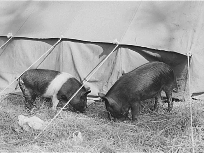 Which War Was Triggered By The Shooting Of A Pig? preview image