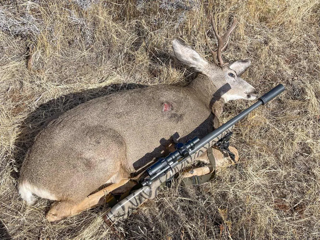 deer shot dead with rifle