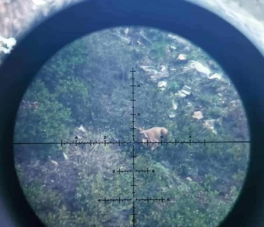 elevated shot at deer