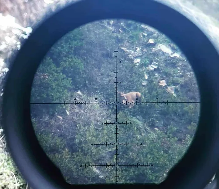 Where Should You Shoot A Deer? The Best Places For the Kill preview image