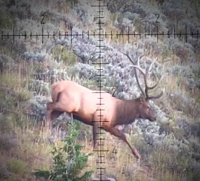 hunting with elk and scoped in adjusted for moa
