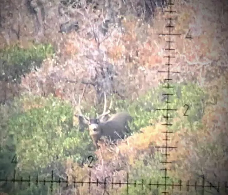 quartering shot deer