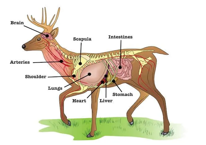 where to shoot a deer graph