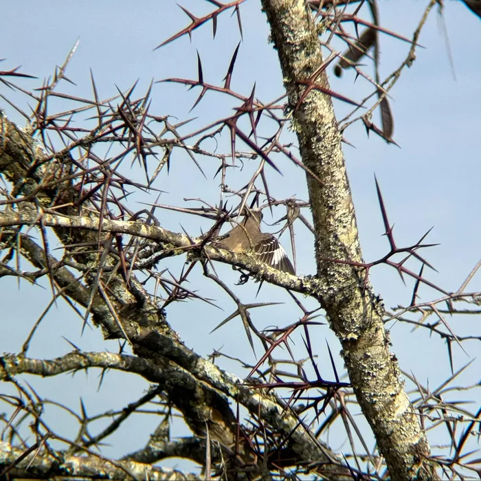 A bird perched near thorny branches, viewed through the GLx binoculars